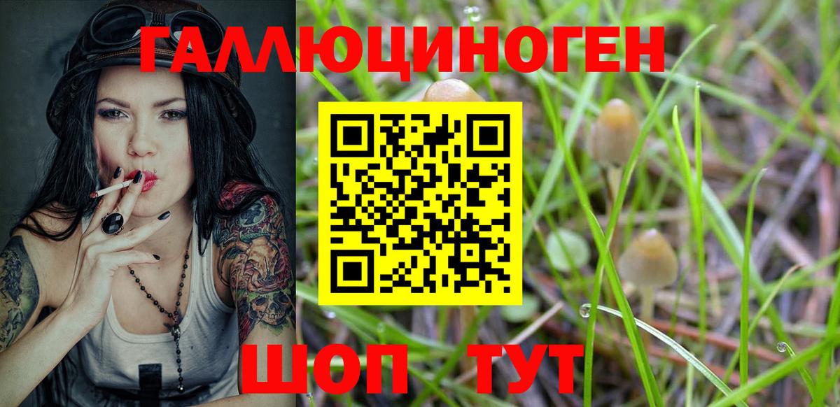 Сланцы  Галлюциногенные грибы Cubensis  Вход с VPN 